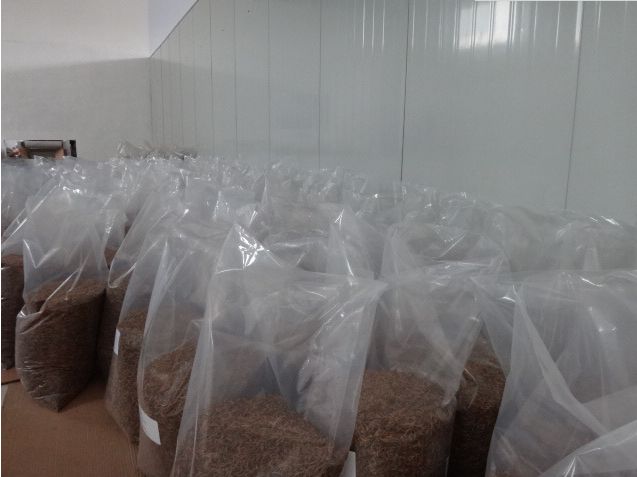 bulk mealworm dried supplier in UK.jpg